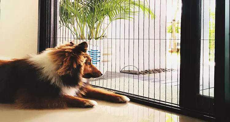 Sliding Screen Pet Door Repair in Pine Hills, FL